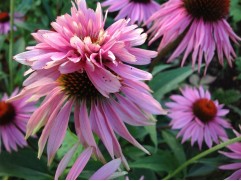 Эхинацея пурпурная "Double Decker" (Контейнер 2,0л.)