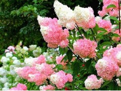 Гортензия метельчатая "Strawberry Blossom" HM (Контейнер 0.5л)