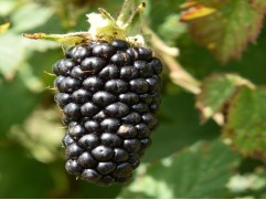 Ежевика "Black Butte" (Контейнер 1,5л)