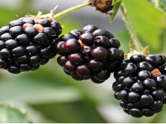 Ежевика "Black Satin" (Контейнер 1,5л)