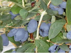 Жимолость "Boreal Blizzard"  (Контейнер 1,5л)