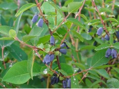 Жимолость "Indigo Gem"  (Контейнер 1,5л)