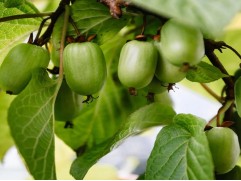 Актинидия коломикта "Витаминная"  (Контейнер 1.5л)