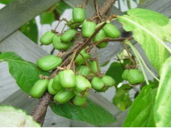 Актинидия коломикта "Земляничная"  (Контейнер 1,5л)