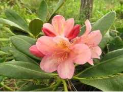 Рододендрон гибридный "Merja" (Контейнер 3,0л.)