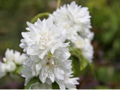 Чубушник венечный "Снежная буря"  (Контейнер 1,5л)