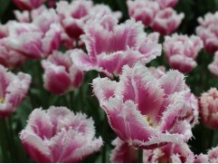 Тюльпан "Super Siesta" (уп. 10шт) 12/+