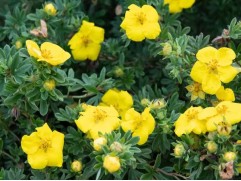 Лапчатка кустарниковая "Gold Star"  (Контейнер 2,0л.)