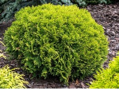 Туя западная "Mirjam" (Контейнер 5,0л.)