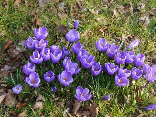 Крокус "Grand Maitre" (уп. 10шт) 9/+ Крокус "Grand Maitre" (уп. 10шт) 9/+