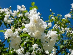 Чубушник венечный "Юннат"  (Контейнер 2,0л)