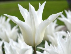 Тюльпан "White Triumphator" (уп. 10шт.) 11/12