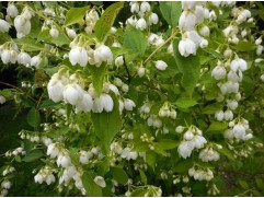 Чубушник венечный "Воздушный десант" (Контейнер 5,0л)