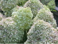 Гортензия метельчатая "Pixio" (Контейнер 2.0л) Гортензия метельчатая "Pixio" (Контейнер 2.0л)