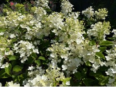 Гортензия метельчатая "White Lady"  (Контейнер 2.0л)