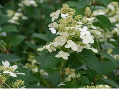 Гортензия метельчатая "Prim's White"  (Контейнер 2,0л)