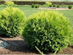 Туя западная "Globosa Aurea" HM (Контейнер 0,5л)