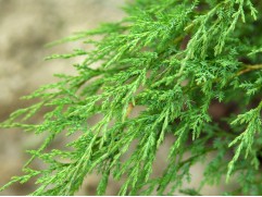 Можжевельник казацкий "Mas" HM (Контейнер 0,5л) Можжевельник казацкий "Mas" HM (Контейнер 0,5л)