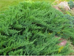 Можжевельник казацкий "Tamariscifolia" HM (Контейнер 0.5л) Можжевельник казацкий "Tamariscifolia" HM (Контейнер 0.5л)