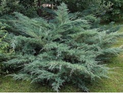 Можжевельник виргинский "Hetz" HM (Контейнер 0,5л) Можжевельник виргинский "Hetz" HM (Контейнер 0,5л)