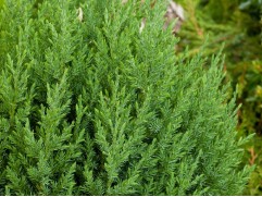 Можжевельник китайский "Stricta" (Контейнер 2.0л) Можжевельник китайский "Stricta" (Контейнер 2.0л)