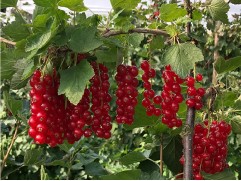 Смородина красная "Константиновская"  (Контейнер 2,0л)