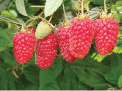 Малина "Лячка" (Контейнер 2,0л)