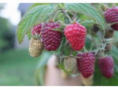 Малина "Полка"  (Контейнер 2,0л)