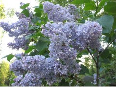 Сирень обыкновенная "Кондорсе"  (Контейнер 2,0л)