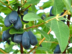 Жимолость "Лебедушка"  (Контейнер 2,0л)