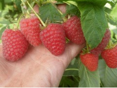 Малина "Маравилла" (Контейнер 2,0л)