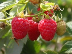 Малина "Молинг Джуно"  (Контейнер 2,0л)