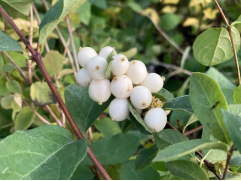 Снежноягодник белый (Контейнер 2,0л)