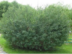 Ива черничная (Контейнер 2,0л)