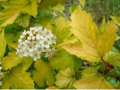 Пузыреплодник калинолистный "Luteus"  (Контейнер 2,0л)