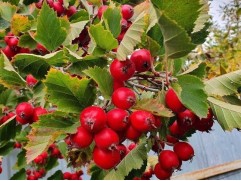 Боярышник крупноплодный "Арнольд"  (Контейнер 11,0 л)