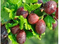 Крыжовник "Грушенька" (Контейнер 2,0л)