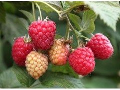 Малина "Glen Ample" (Контейнер 2.0л)