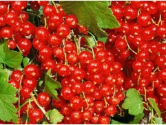 Смородина красная "Ассора" (Контейнер 2.0л)