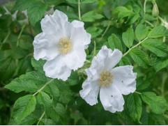 Роза морщинистая "Alba" (Контейнер 5,0л)