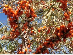 Облепиха "Ажурная" (Контейнер 3,0л)