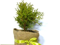 Туя западная "Little Gem" (Контейнер 2,0л) NY