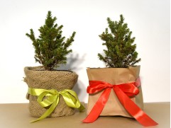 Ель канадская "Alberta Globe" (Контейнер 1,5л.) NY