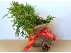 Можжевельник средний "Goldkissen" (Контейнер 2,0л.) NY