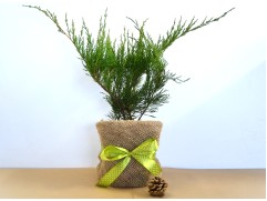 Можжевельник казацкий "Tam No Blight" (Контейнер 2,0л.) NY