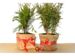 Туя западная "Little Champion" (Контейнер 2.0) NY