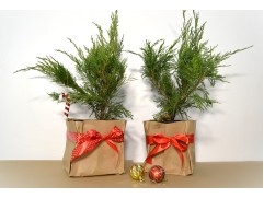 Можжевельник средний "Mint Julep" (Контейнер 2.0л) NY