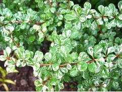 Барбарис Тунберга "Kelleriis"  (Контейнер 2,0л.)