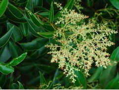 Бирючина (Контейнер 3,0л)