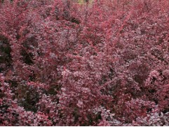 Барбарис Тунберга "Rosetta" (Контейнер 2,0л)